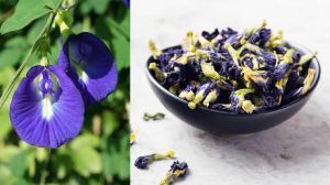 Dried Butterfly Pea Flower