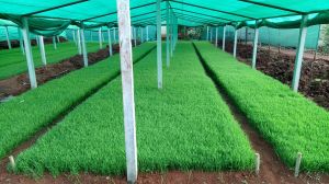 Wheat Grass Powder