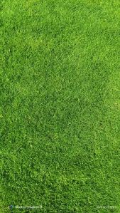 Bermuda Grass Carpet