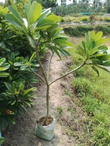 Champa Flower Plant