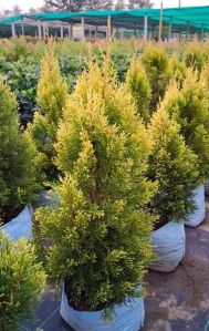 Golden Cypress Plant