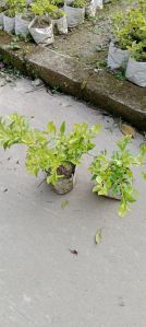 Golden Duranta Plant