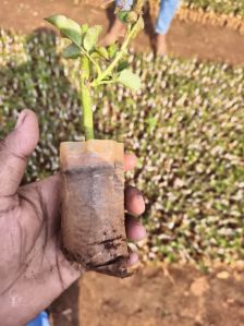 Rose Plant