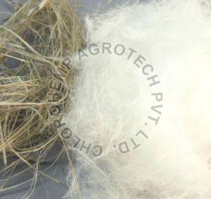 Cottonized Hemp Fiber