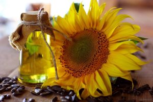 Sunflower Carrier Oil