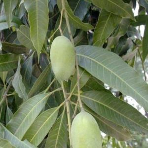 Fresh Himsagar Mango