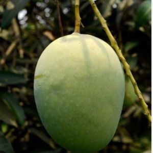 Fresh Lakkhan Bhog Mango