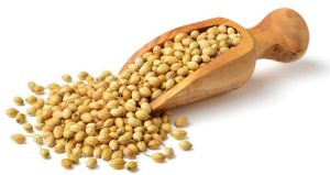 coriander seeds