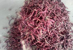 Dry Red Chilli