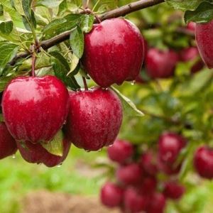 Fresh Apple