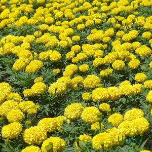 marigold kolkatta yellow seeds