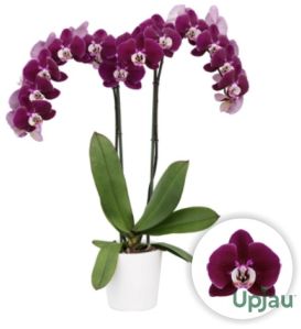 Phalaenopsis Orchid Hot Chilli