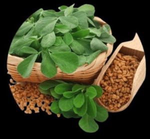 Fenugreek Seed