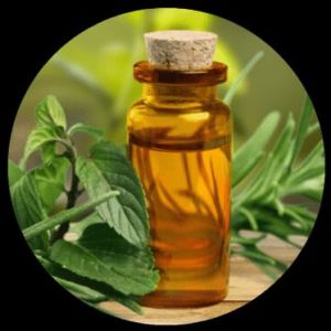 Field Mint / Shivalik Oil (Mentha Arvensis)