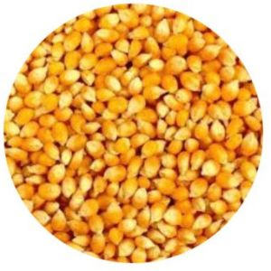 Natural Yellow Maize Corn
