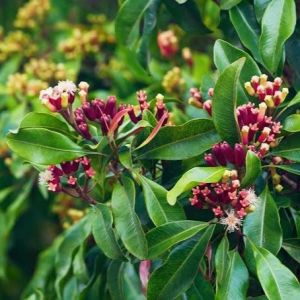 Clove Hydrosol Oil