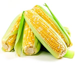 Yellow Corn (Maize)