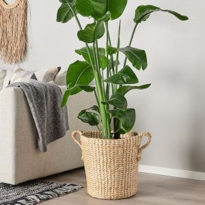 Banana Fibre Planter