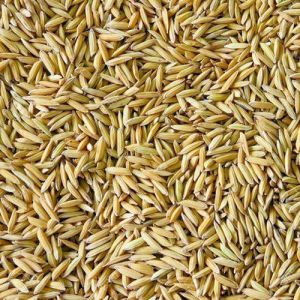 Raw Paddy Rice
