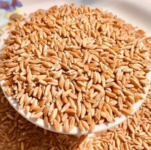 Wheat Grain