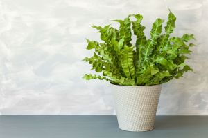 Bird Nest Fern Plant