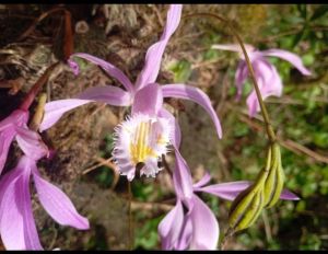 Pleione Formosana Flower Plant