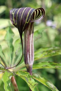 Snake Lily Arisaema Lily Flower Bulb