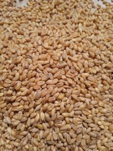 Wheat Grain