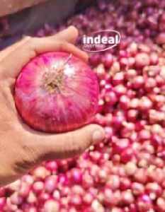Fresh Onion