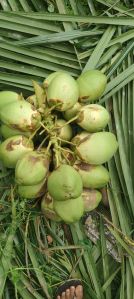 Tender Coconut Water