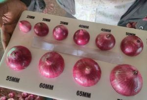 Organic Onion