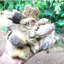 Areca Nut Husk