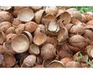 Coconut Shell
