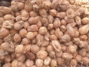 Husked Coconut