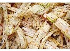 Sugarcane Bagasse