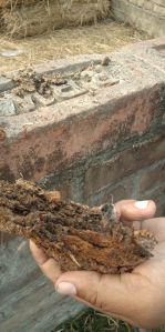 Dry Cow Dung