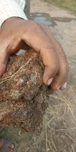 Dry Cow Dung