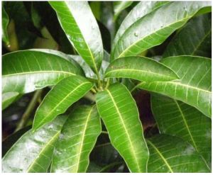 Fresh Mango Leaves