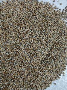 Pearl Millet