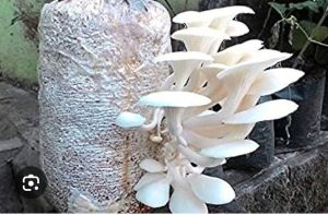Fresh Oyster Mushroom