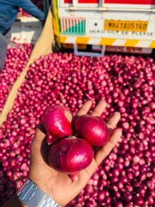 New Corp Red Onion