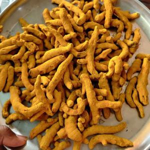 Curcuma Longa Turmeric Finger