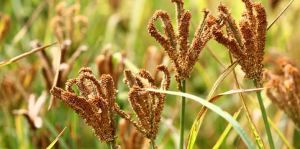 Finger Millet Seeds