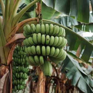 Raw Banana