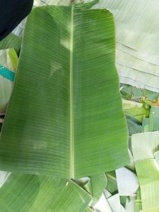 Banana Leaf