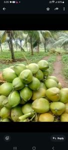 Tender Coconut