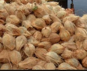 Pooja Coconut