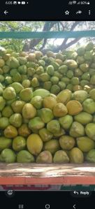 tender coconut