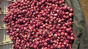 Pink Onions