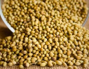 Coriander Seeds